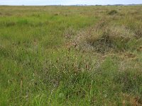 NL, Friesland, Dongeradeel, Bantpolder 9, Saxifraga-Hans Boll