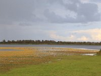 NL, Friesland, Dongeradeel, Ezumakeeg 6, Saxifraga-Hans Boll