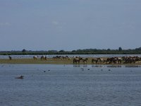 NL, Friesland, Dongeradeel, Ezumakeeg 8, Saxifraga-Hans Boll