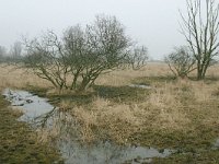 NL, Friesland, Dongeradeel, Lauwersmeer 1, Saxifraga-Hans Boll