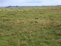 NL, Friesland, Dongeradeel, Lauwersmeer 10, Saxifraga-Hans Boll