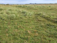 NL, Friesland, Dongeradeel, Lauwersmeer 11, Saxifraga-Hans Boll