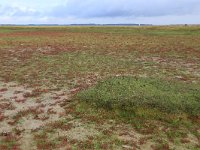 NL, Friesland, Dongeradeel, Lauwersmeer 13, Saxifraga-Hans Boll