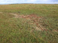 NL, Friesland, Dongeradeel, Lauwersmeer 14, Saxifraga-Hans Boll