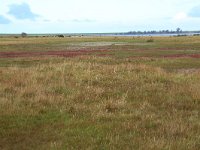 NL, Friesland, Dongeradeel, Lauwersmeer 15, Saxifraga-Hans Boll