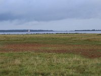 NL, Friesland, Dongeradeel, Lauwersmeer 16, Saxifraga-Hans Boll