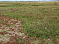 NL, Friesland, Dongeradeel, Lauwersmeer 5, Saxifraga-Hans Boll