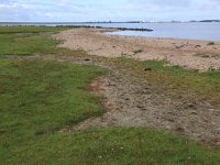 NL, Friesland, Dongeradeel, Lauwersmeer 8, Saxifraga-Hans Boll