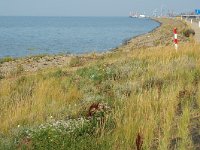 NL, Friesland, Dongeradeel, Pier Holwerd 2, Saxifraga-Jan van der Straaten