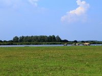 NL, Friesland, Dongeradeel, Zoutkamperplaat 25, Saxifraga-Hans Boll