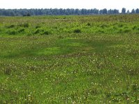 NL, Friesland, Dongeradeel, Zoutkamperplaat 26, Saxifraga-Hans Boll