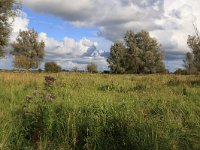 NL, Friesland, Dongeradeel, Zoutkamperplaat 31, Saxifraga-Hans Boll