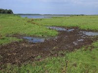 NL, Friesland, Dongeradeel, Zoutkamperplaat 42, Saxifraga-Hans Boll