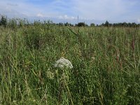 NL, Friesland, Dongeradeel, Zoutkamperplaat 48, Saxifraga-Hans Boll