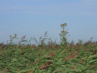 NL, Friesland, Dongeradeel, Zoutkamperplaat 5, Saxifraga-Hans Boll