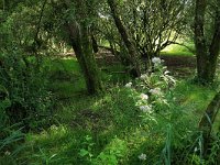 NL, Friesland, Dongeradeel, Zoutkamperplaat 52, Saxifraga-Hans Boll