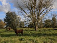 NL, Friesland, Dongeradeel, Zoutkamperplaat 55, Saxifraga-Hans Boll