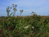 NL, Friesland, Dongeradeel, Zoutkamperplaat 64, Saxifraga-Hans Boll