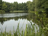 NL, Friesland, Gaasterland-Sloten, Wyldemerk 3, Saxifraga-Willem van Kruijsbergen