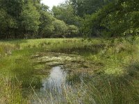 NL, Friesland, Gaasterland-Sloten, Wyldemerk 7, Saxifraga-Willem van Kruijsbergen