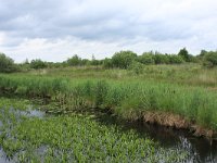 NL, Friesland, Heerenveen, De Deelen 13, Saxifraga-Hans Boll