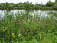 NL, Friesland, Heerenveen, De Deelen 2, Saxifraga-Hans Boll