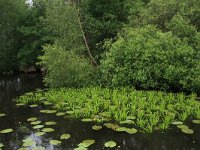 NL, Friesland, Heerenveen, De Deelen 4, Saxifraga-Hans Boll