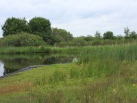 NL, Friesland, Heerenveen, De Deelen 7, Saxifraga-Hans Boll