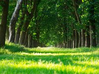 green forest lane  endless green lane with grassy floor : Katlijkerschar, Ketliker skar, Tjonger, Tsjonger, beuk, beuken, bomen, bomenlaan, boom, creative nature, desolate, dutch, eindeloos, endless, forest, gras, grass, grassy, green, groen, groene, holland, horizon, ishtmus, laan, laanbomen, landscape, landschap, lane, lonely, mood, natura 2000, natural, nature, natuur, natuurgebied, natuurlijk, natuurlijke, nederland, nobody, old, omgeving, rudmer zwerver, spring, springtime, summer, tree, zomer