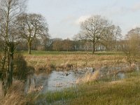 NL, Friesland, Heerenveen, Schuuregaasterveld 2, Saxifraga-Hans Boll