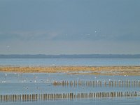 NL, Friesland, Noardeast-Fryslan, 't Skoar (Het Schoor) bij Ternaard 1, Saxifraga-Tom Heijnen