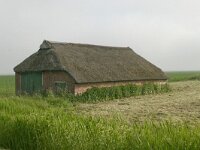 NL, Friesland, Noardeast-Fryslan, Anjum 3, Saxifraga-Hans Boll