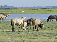 NL, Friesland, Noardeast-Fryslan, Ezumakeeg 14, Saxifraga-Tom Heijnen