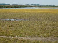 NL, Friesland, Noardeast-Fryslan, Ezumakeeg 2, Saxifraga-Jan van der Straaten