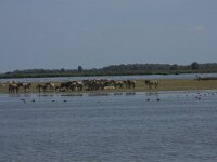 NL, Friesland, Noardeast-Fryslan, Ezumakeeg 7, Saxifraga-Hans Boll