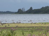 NL, Friesland, Noardeast-Fryslan, Lauwersmeer 18, Saxifraga-Willem van Kruijsbergen