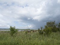 NL, Friesland, Noardeast-Fryslan, Lauwersmeer 19, Saxifraga-Willem van Kruijsbergen