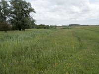 NL, Friesland, Noardeast-Fryslan, Lauwersmeer 2, Saxifraga-Willem van Kruijsbergen