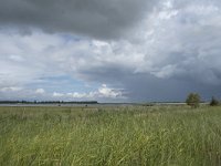 NL, Friesland, Noardeast-Fryslan, Lauwersmeer 25, Saxifraga-Willem van Kruijsbergen