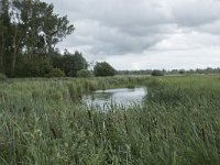 NL, Friesland, Noardeast-Fryslan, Lauwersmeer 35, Saxifraga-Willem van Kruijsbergen