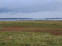 NL, Friesland, Noardeast-Fryslan, Lauwersmeer 54, Saxifraga-Hans Boll