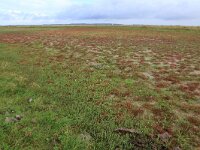 NL, Friesland, Noardeast-Fryslan, Lauwersmeer 55, Saxifraga-Hans Boll