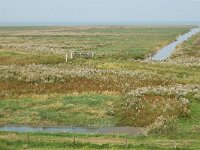 NL, Friesland, Noardeast-Fryslan, Pier Holwerd 3, Saxifraga-Jan van der Straaten
