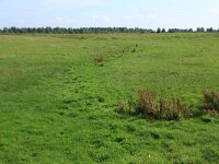 NL, Friesland, Noardeast-Fryslan, Zoutkamperplaat 41, Saxifraga-Hans Boll