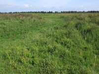 NL, Friesland, Noardeast-Fryslan, Zoutkamperplaat 46, Saxifraga-Hans Boll