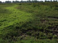 NL, Friesland, Noardeast-Fryslan, Zoutkamperplaat 49, Saxifraga-Hans Boll