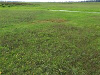 NL, Friesland, Noardeast-Fryslan, Zoutkamperplaat 6, Saxifraga-Hans Boll