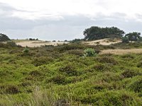 NL, Friesland, Ooststellingwerf, Aekingerzand 2, Saxifraga-Tom Heijnen