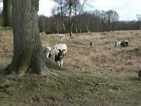 NL, Friesland, Ooststellingwerf, Aekingerzand 8, Saxifraga-Hans Boll