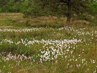 NL, Friesland, Ooststellingwerf, Appelscha, Kraaiheidepollen 1, Saxifraga-Hans Dekker